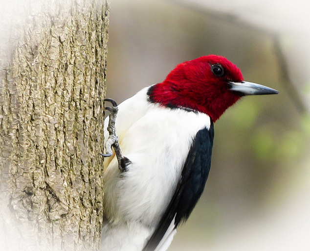 Woodpeckers of Ohio | Lake Metroparks